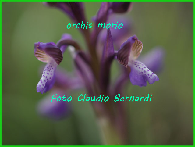 un p di orchidee dal Materano